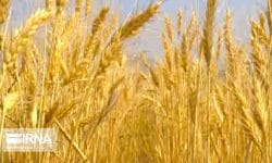 مدیرکل کمیته امداد ایلام: تمهیدات دریافت زکات غلات کشاورزان در ۴۰ مرکز خرید گندم استان فراهم شده است