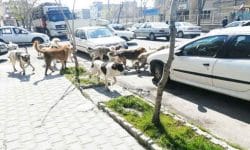 معضلی به نام سگ های ولگرد