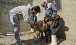 نظارت کارشناسان دامپزشکی ایلام بر ذبح ۷۴۰ راس دام در عید قربان
