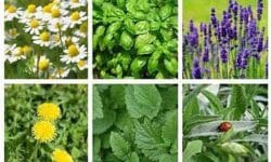 گیاهان دارویی در معرض انقراض * کبری فدائی