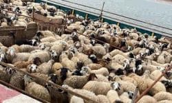 صادرات بی رویه دام در سنوات قبل موجب افزایش قیمت گوشت شد