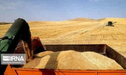 ۷۱ درصد مطالبات گندم‌کاران ایلام پرداخت شده است