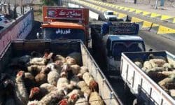 حمل و نقل دام در ایلام نیازمند اخذ گواهی بهداشتی قرنطینه ای است