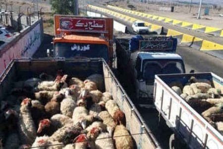 حمل و نقل دام در ایلام نیازمند اخذ گواهی بهداشتی قرنطینه ای است