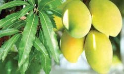 گلدان انبه خانگی خود را داشته باشید
