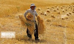 خودکفایی در خوشههای طلایی؛ ایران از واردات گندم بینیاز شد