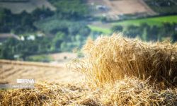 خرید تضمینی گندم به ۱۲ میلیون تن نزدیک شد/ تداوم برداشت در برخی استان‌ها
