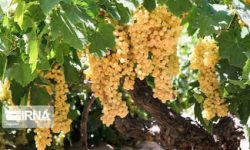 خوشه‌هایی باکیفیت اما خالی از حمایت