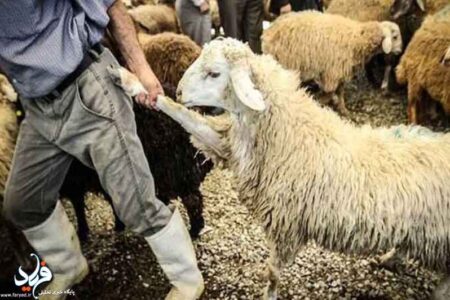 عدم رعایت بهداشت دام عامل اصلی شیوع بیماری “زبان آبی” در چوار است