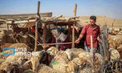 دامپزشکی ایلام: عدم رعایت بهداشت دام عامل اصلی شیوع بیماری “زبان آبی” در چوار است