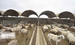 تکمیل چرخه صنعت دامپروری ایلام نیازمند ایجاد نواحی صنعتی دام و طیور است
