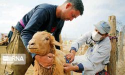 انجام هشت میلیون نوبت مایهکوبی احشام در ایلام