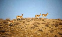 آغاز سرشماری پستانداران شاخص منطقه حفاظت شده کولگ مهران
