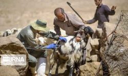 واکسیناسیون رایگان بیش از ۴۹۲ هزار رأس دام در ایلام