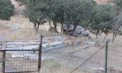 انتقال ۲ راس گوزن بالغ سایت مانشت و قلارنگ ایلام به اردبیل