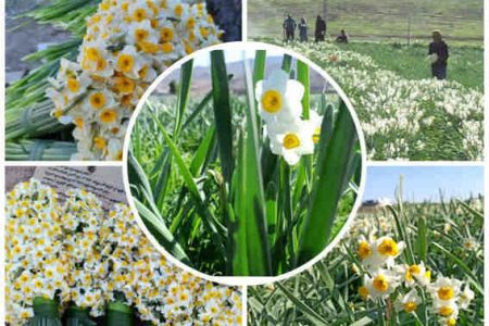 برداشت گل نرگس در استان ایلام آغاز شد