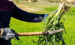 زنگ خطر انقراض؛ گیاهان دارویی ایلام در تنگنای برداشت بی‌رویه