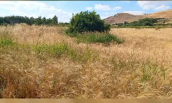 فیلم/ روستای علی‌آباد وسطی؛ نگینی سبز در دل سیروان