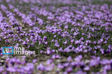 زعفران ایران در تنگنای صادرات؛ فقط ۳۰ درصد صادرات رسمی است