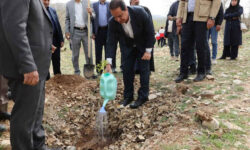 مجری طرح مردمی کاشت یک میلیارد درخت: ۶۶۰ میلیون نهال تولید شد