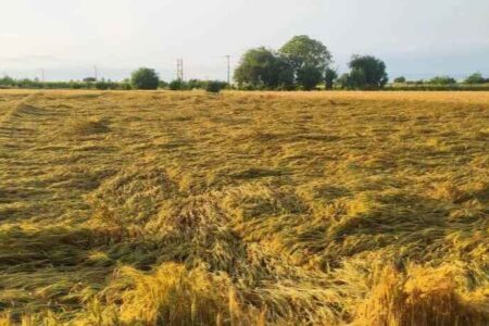 خسارت ۳۰ درصدی بارش‌های سیلابی به کلزاکاران ایلام