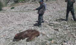دستگیری شکارچیان خرس در ایلام