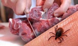 تب کریمه کنگو در کمین تابستان ایلام
