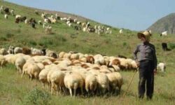 بهرهمندی بیش از ۱۲۰۰ خانوار ایلامی از خدمات بیمههای اجتماعی کمیته امداد