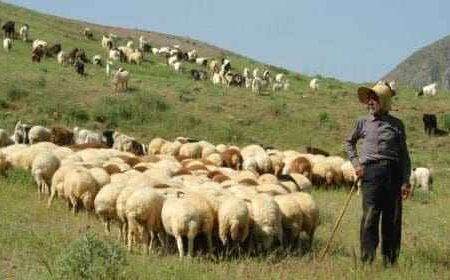 بهرهمندی بیش از ۱۲۰۰ خانوار ایلامی از خدمات بیمههای اجتماعی کمیته امداد