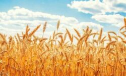 جمعآوری ۱۶۷ میلیارد ریال زکات در ایلام طی ۴ ماه نخست سال جاری/ اجرای ۲۷ طرح اشتغالزایی از محل زکات دام