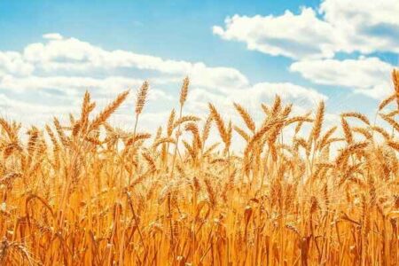 جمعآوری ۱۶۷ میلیارد ریال زکات در ایلام طی ۴ ماه نخست سال جاری/ اجرای ۲۷ طرح اشتغالزایی از محل زکات دام